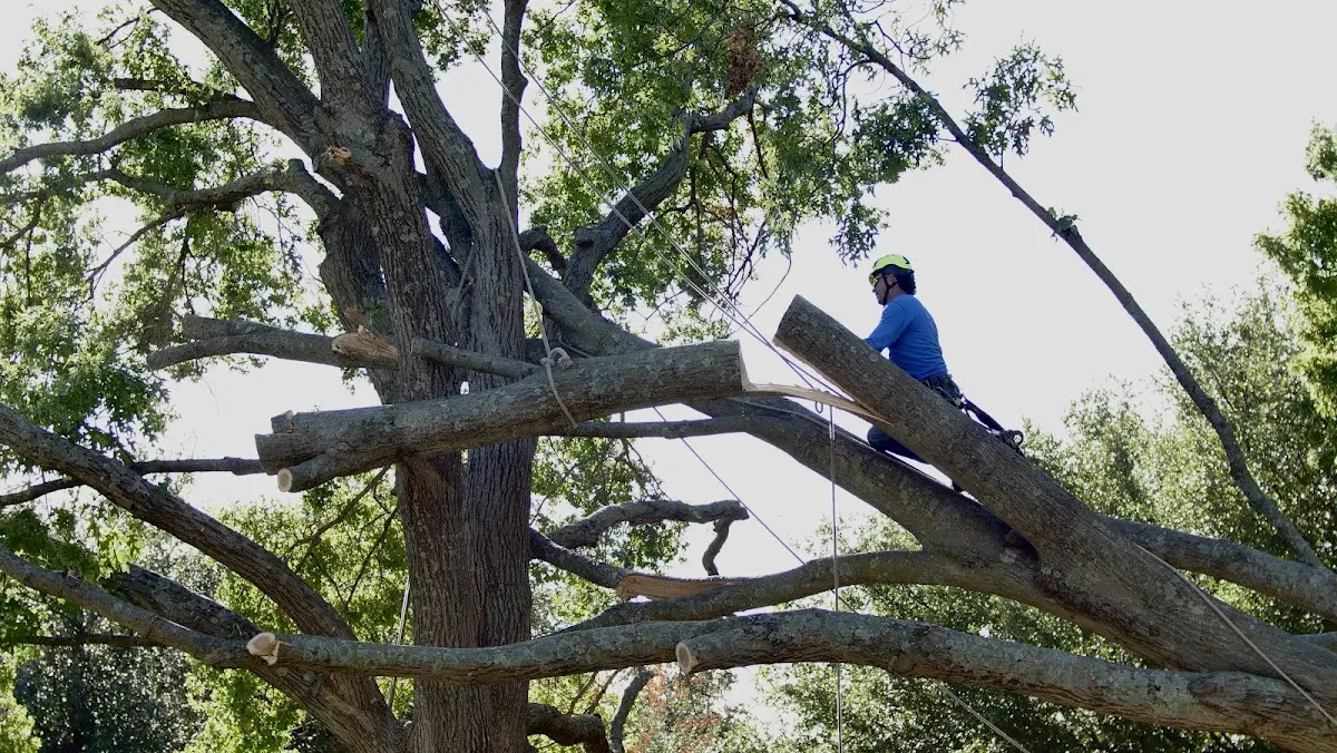 Professional Crown Thinning performed by certified arborists in Belspring